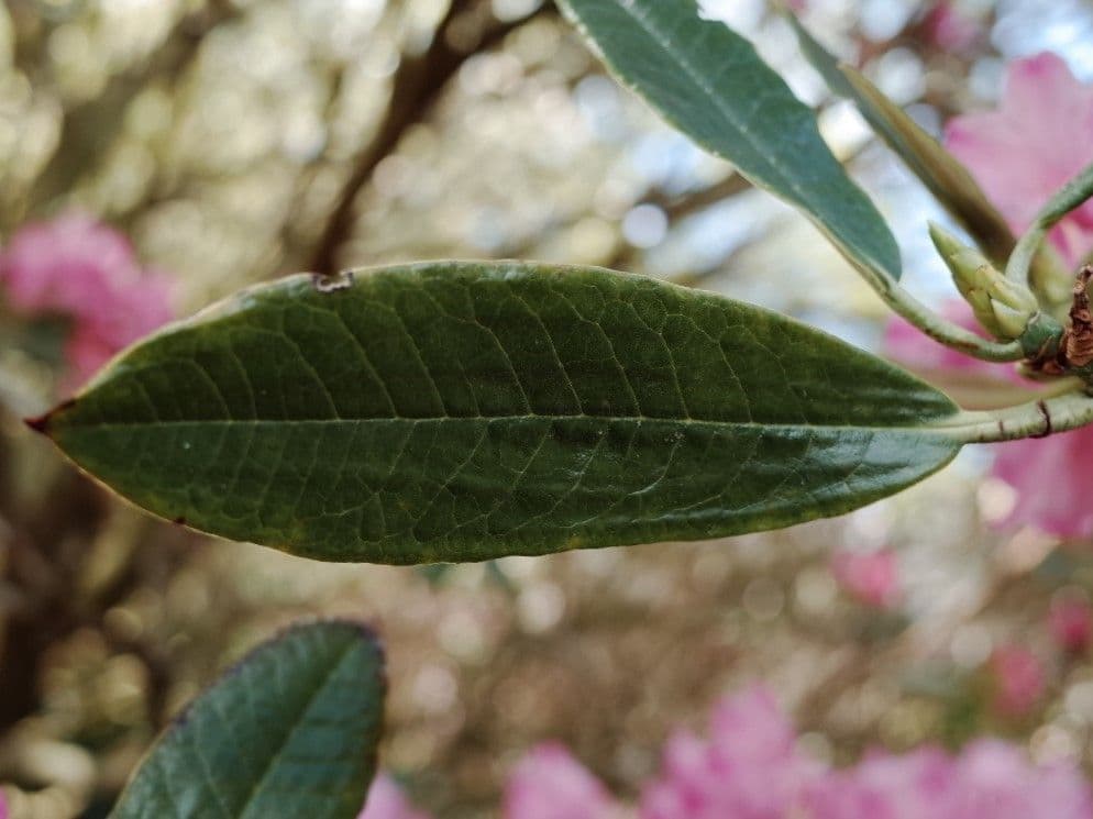 Rhododendron 16