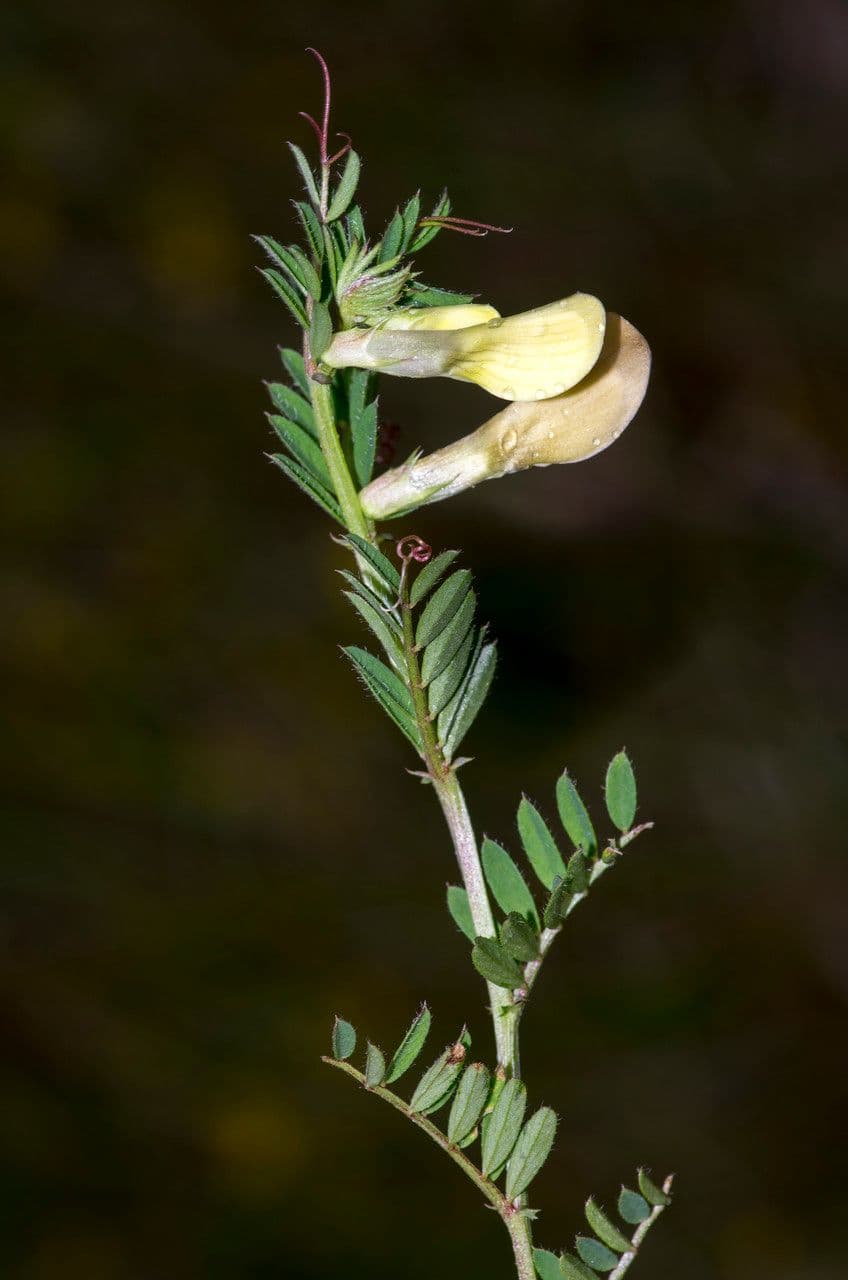 Vicia hybrida 30