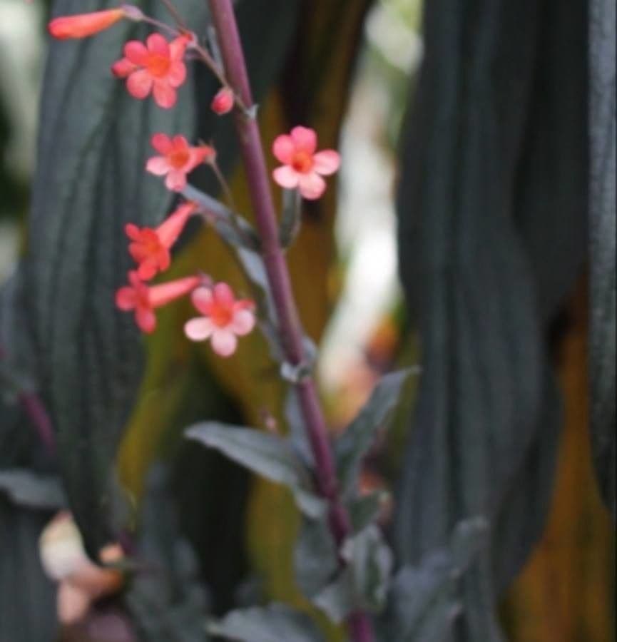 Penstemon