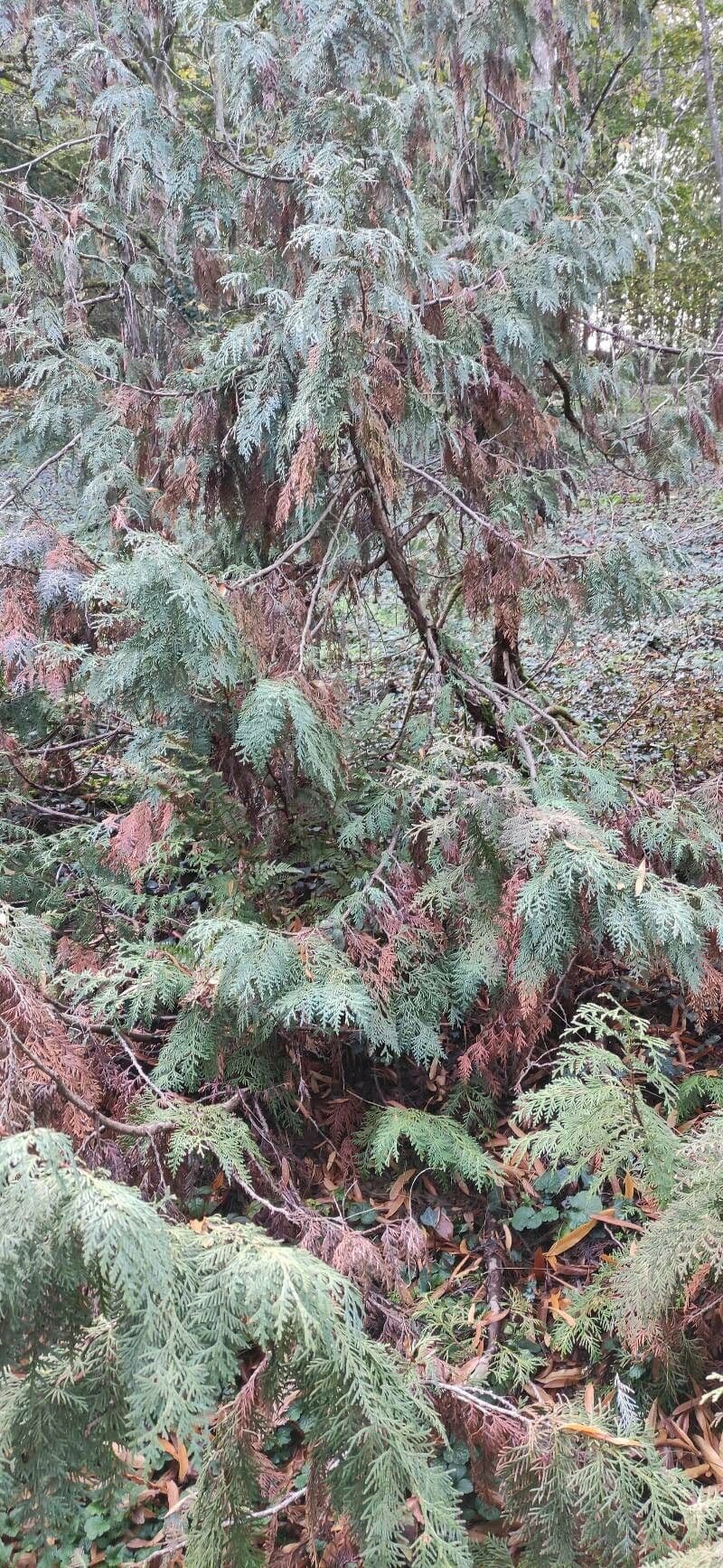 Thuja 5