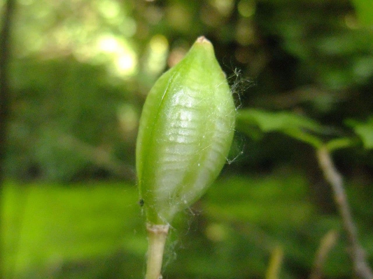 Tulipano selvatico 4