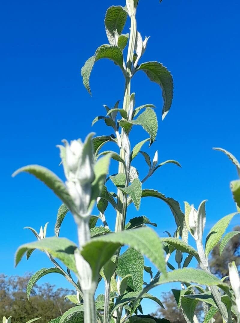 Buddleja stachyoides 11