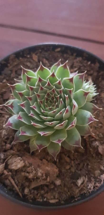 Semprevivo maggiore 14