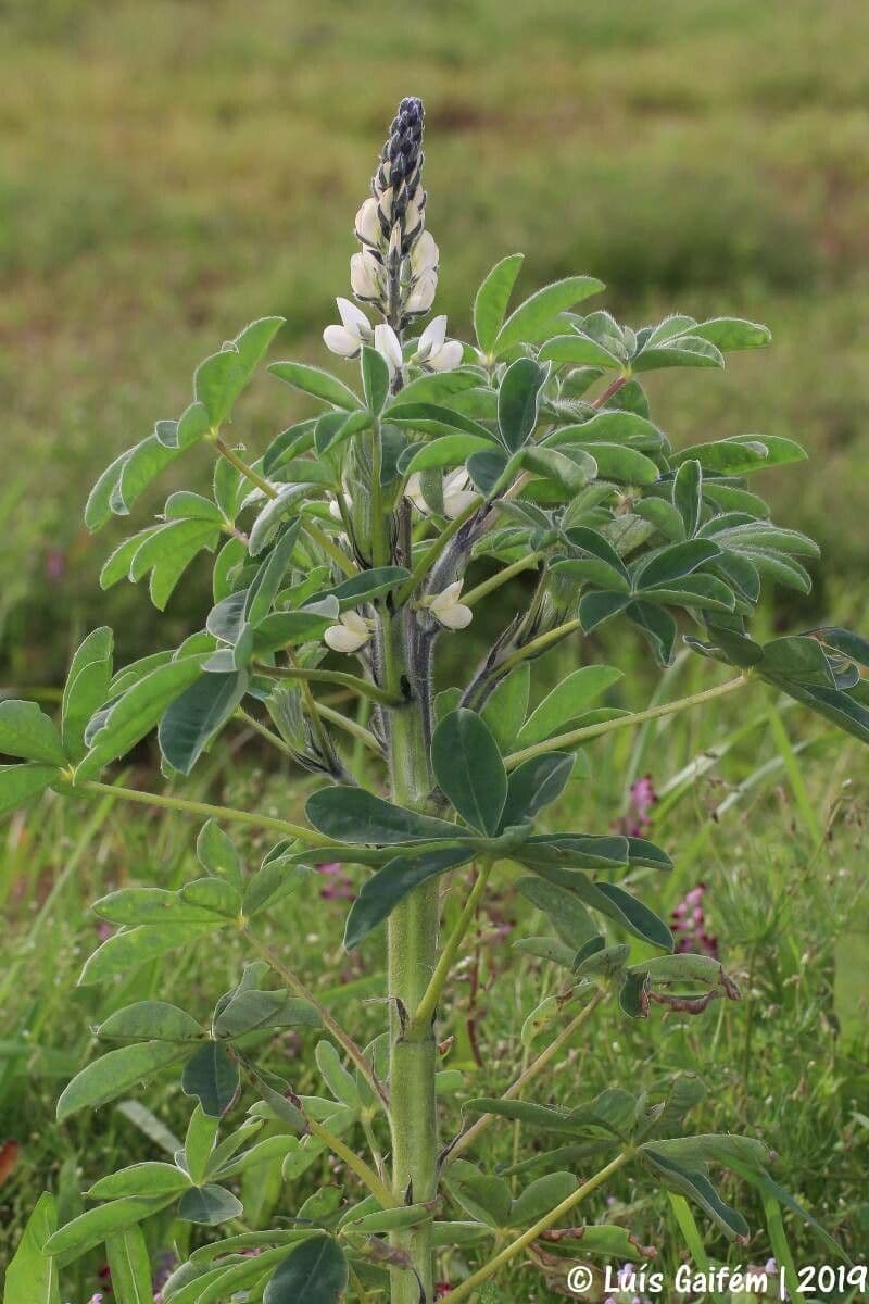 Weiße Lupine 15