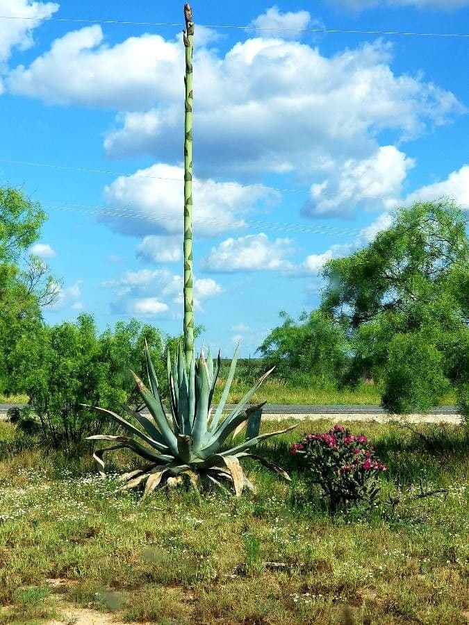 Wüsten-Agave 7