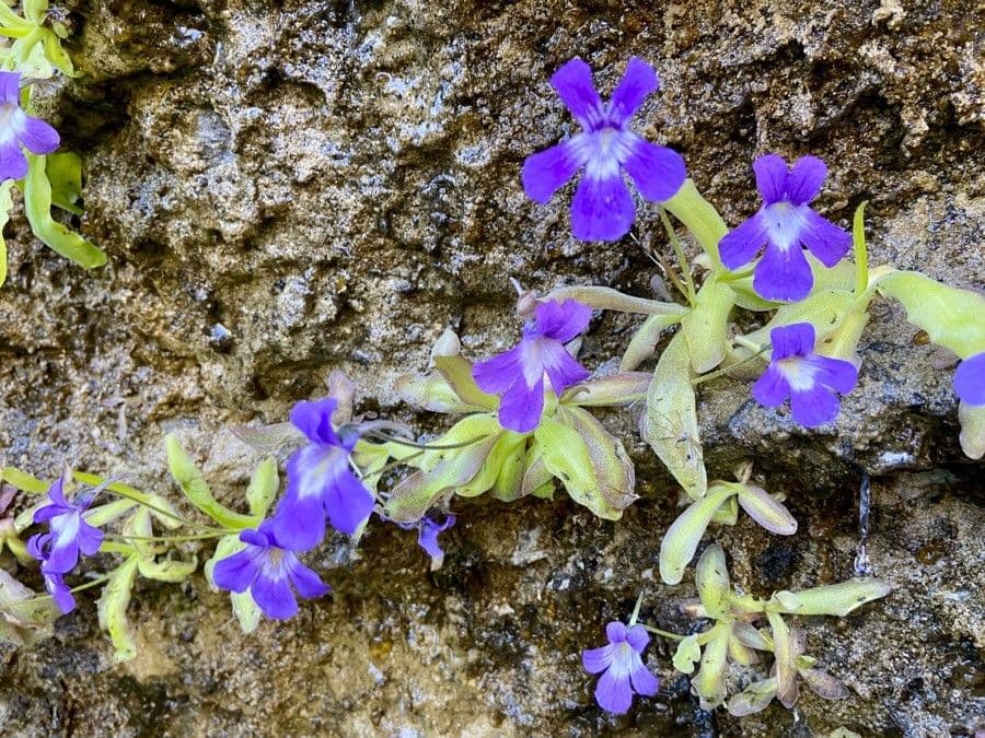 Pinguicula 4