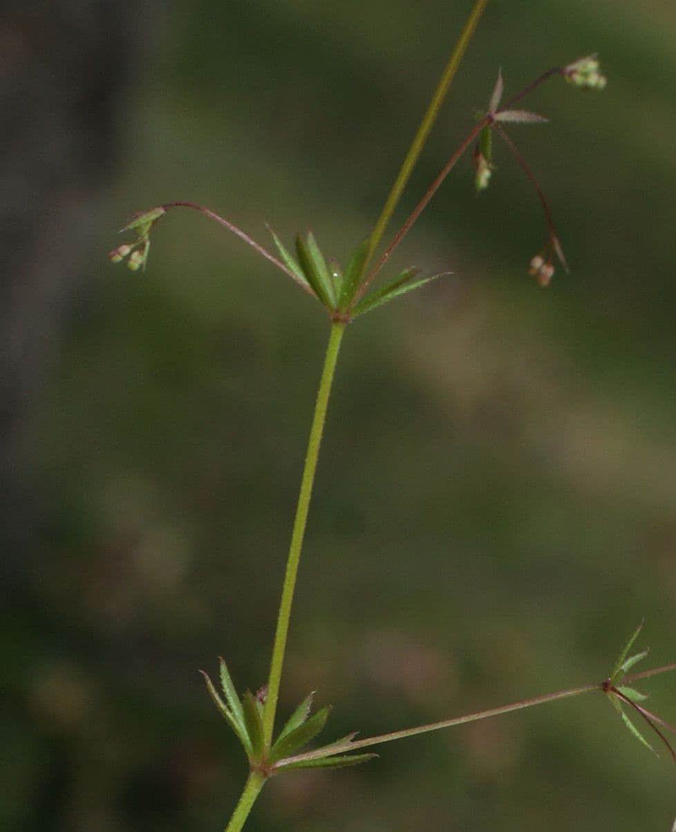 Caglio parigino 20