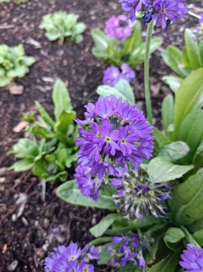 Primula denticolata 4