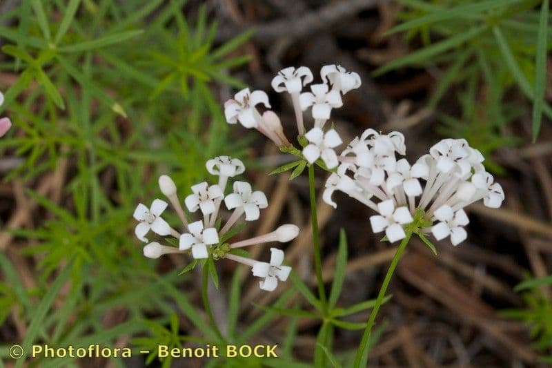 Asperula a sei foglie 6