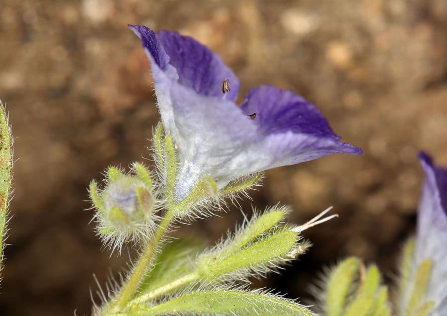 Davidsons Phacelia 2
