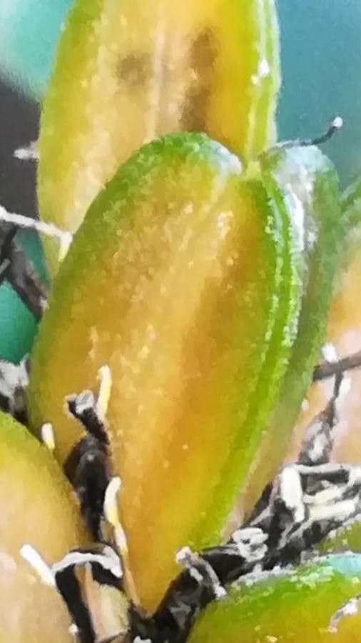 Chlorophytum 4