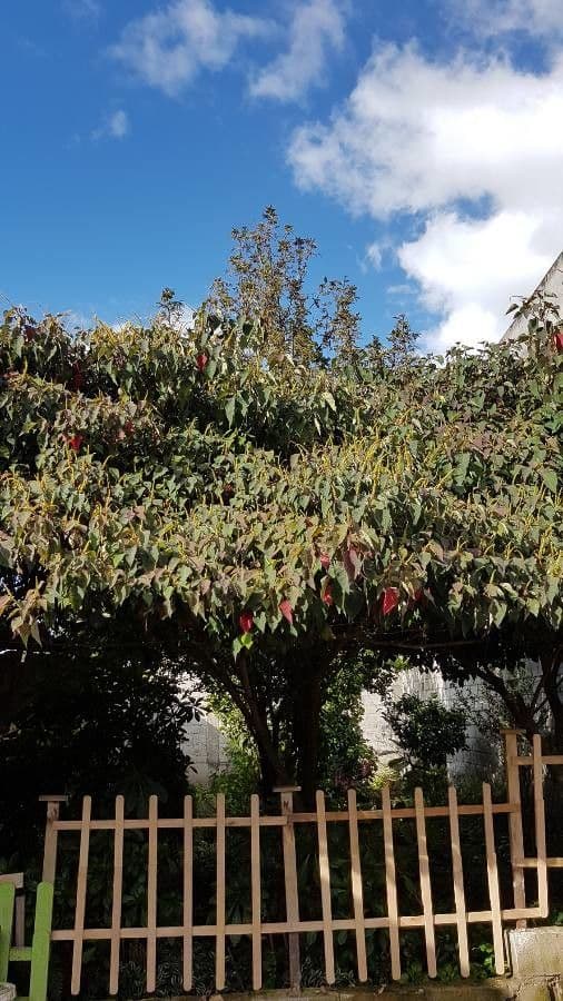 Homalanthus populifolius 15