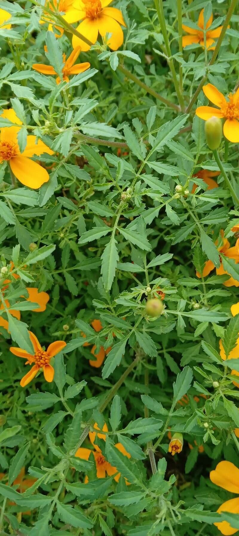 Schmalblättrige Studentenblume 17