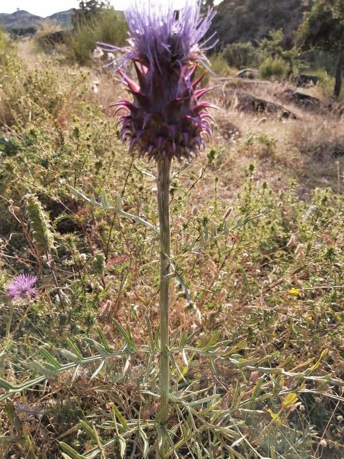 Cynara humilis 17