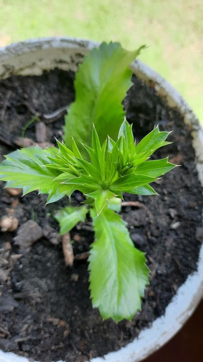 Eryngium foetidum 3