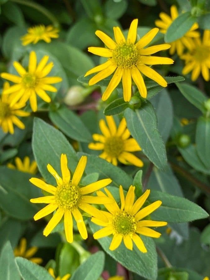 Sanvitalia prostrata 4