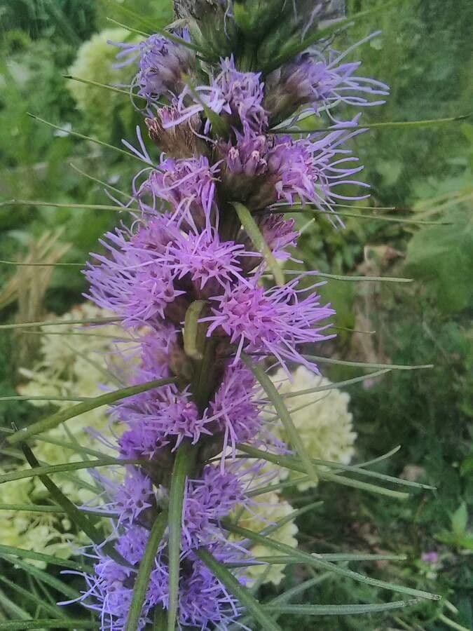 Liatris aspra 3