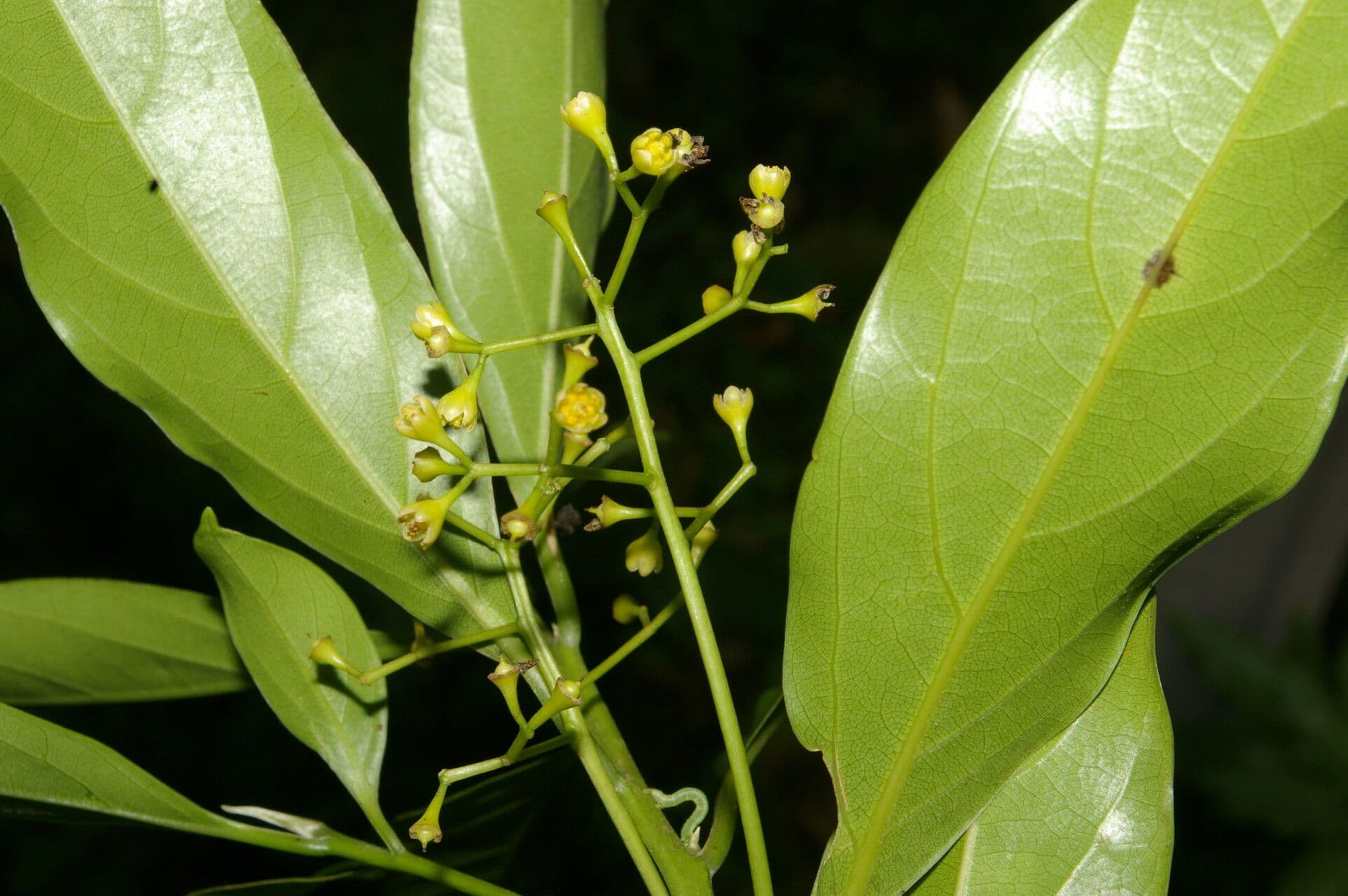 Ocotea 15