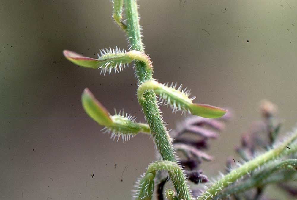 Löffelkohl 29