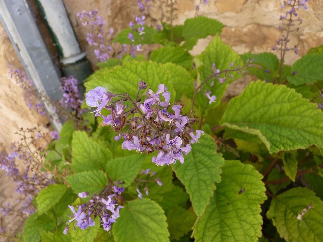 Plectranthus 5