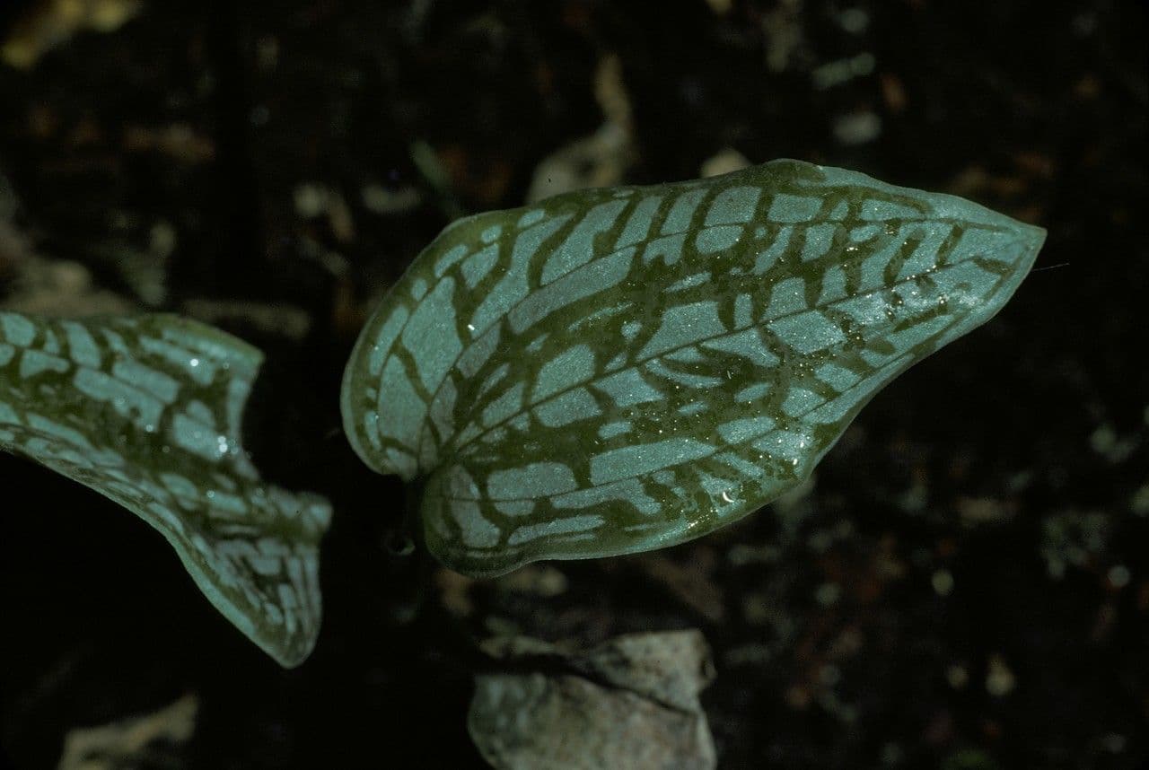 Manniella