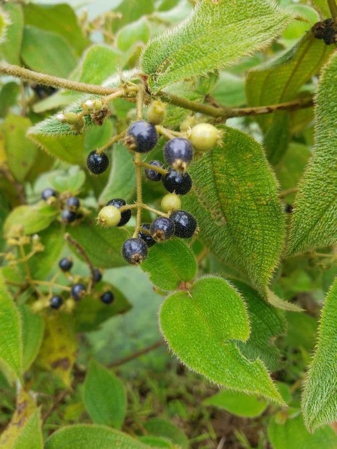 Miconia pendente 3