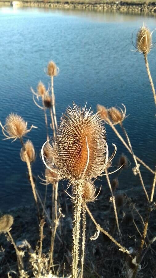 Wilde Karde