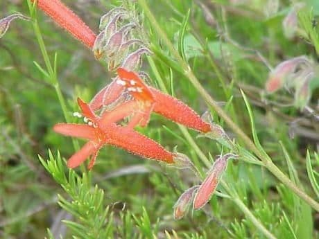 Penstemon 5