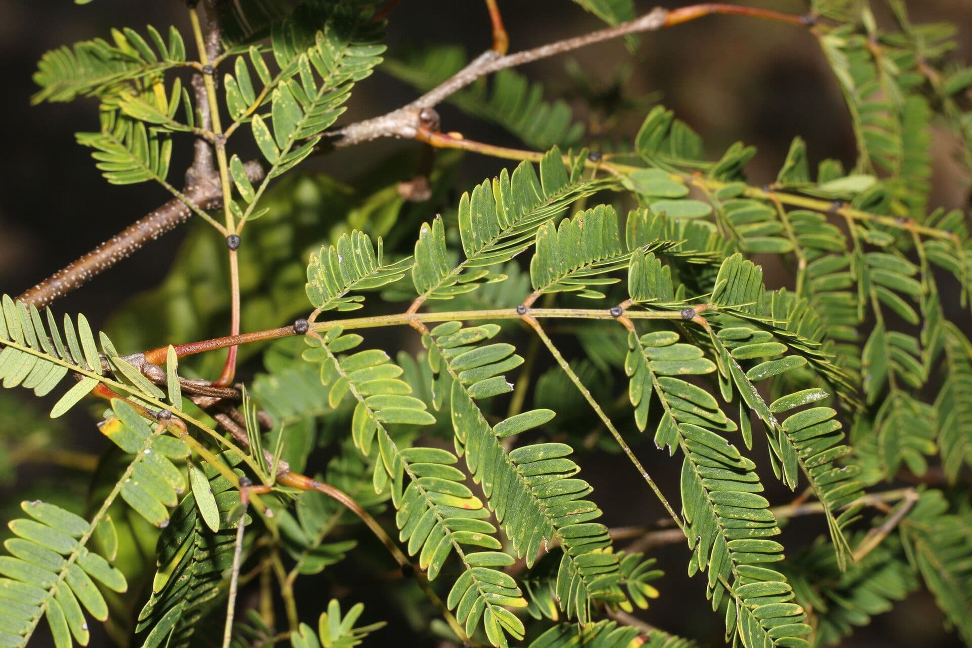 Lysiloma divaricatum 7