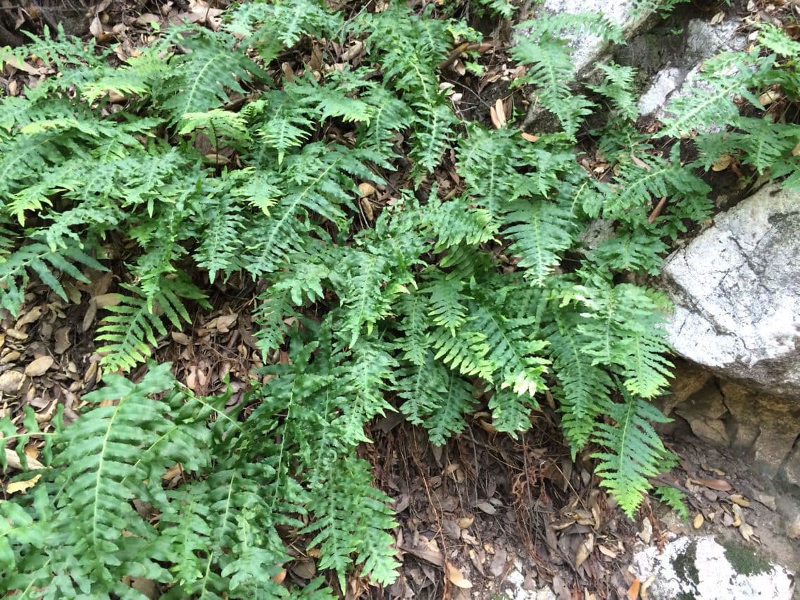 Polypodium californicum 5