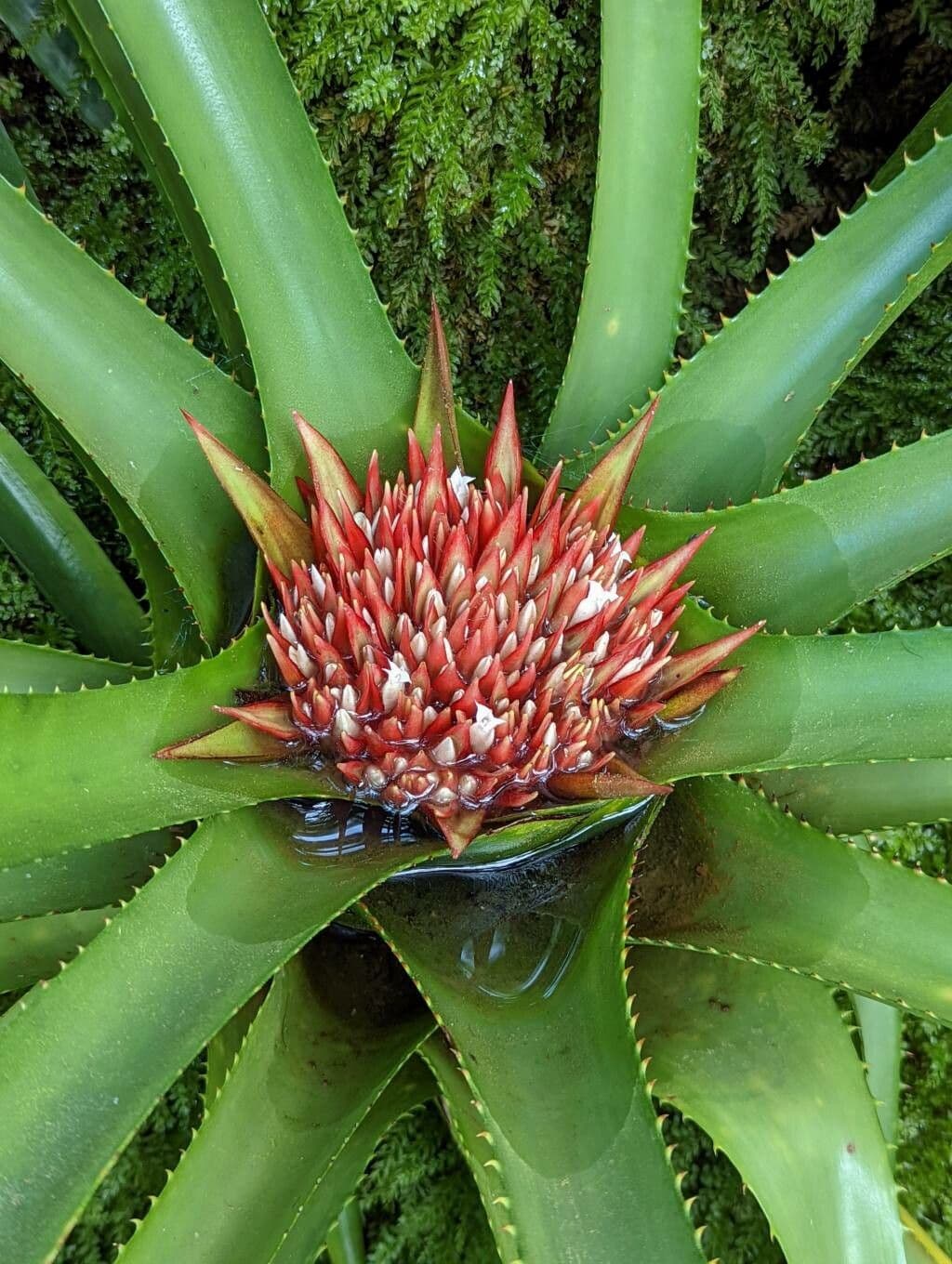 Amazonas-Nidularium 2