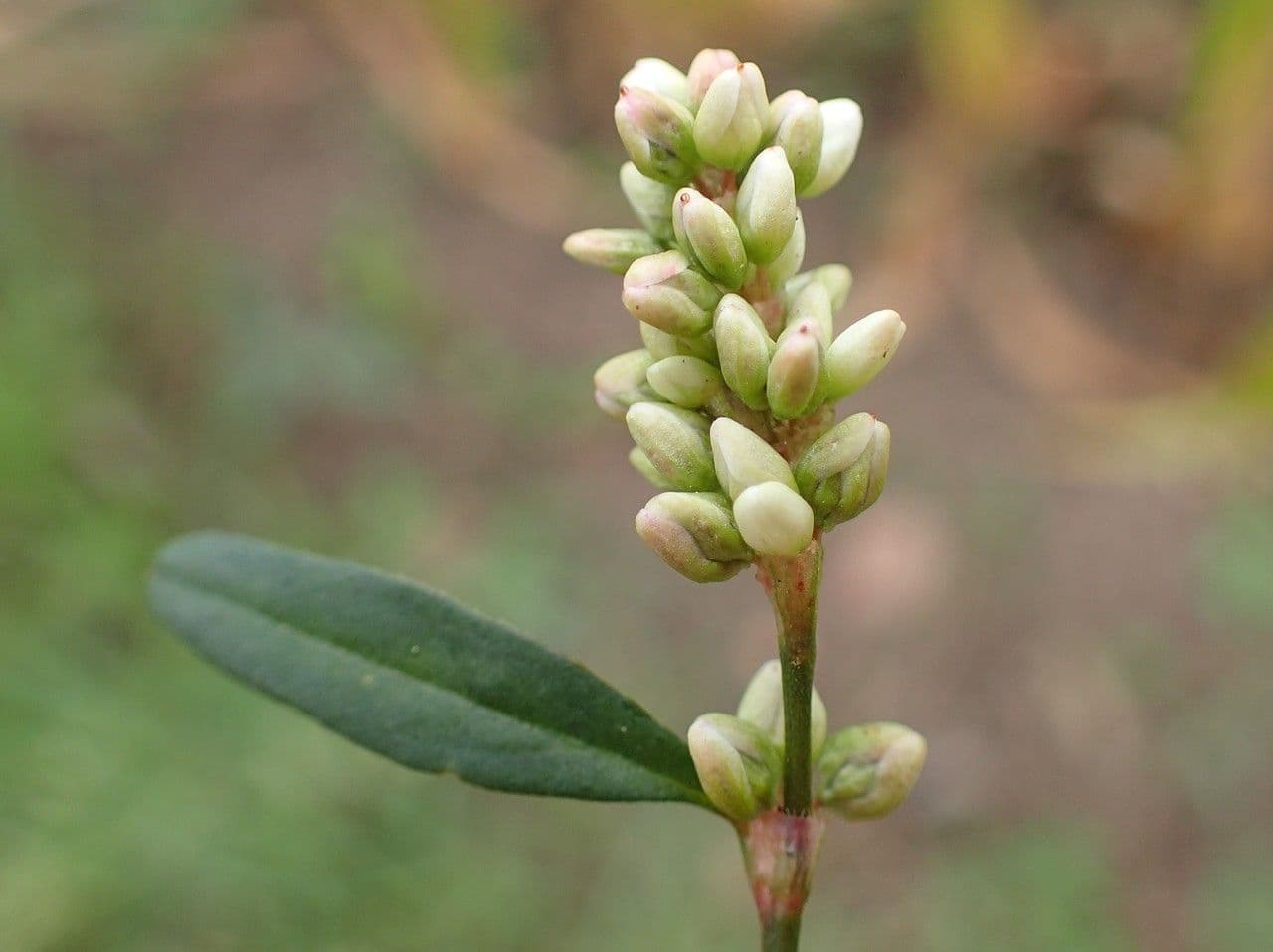 Persicaria de hoja de acedera