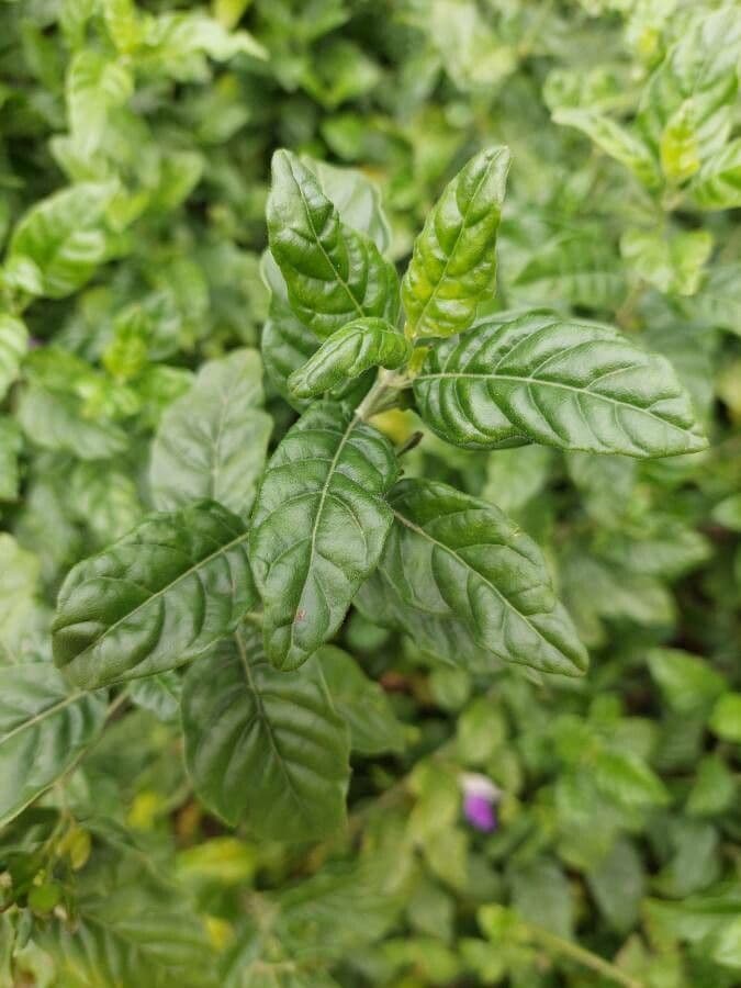 Clistax brasiliana 4