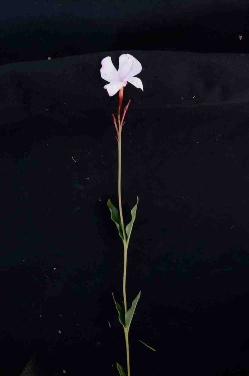 Mandevilla 11