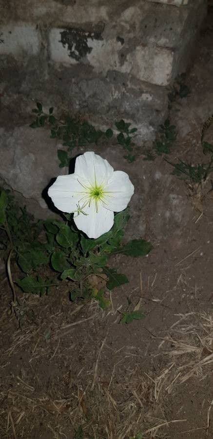 Enagra