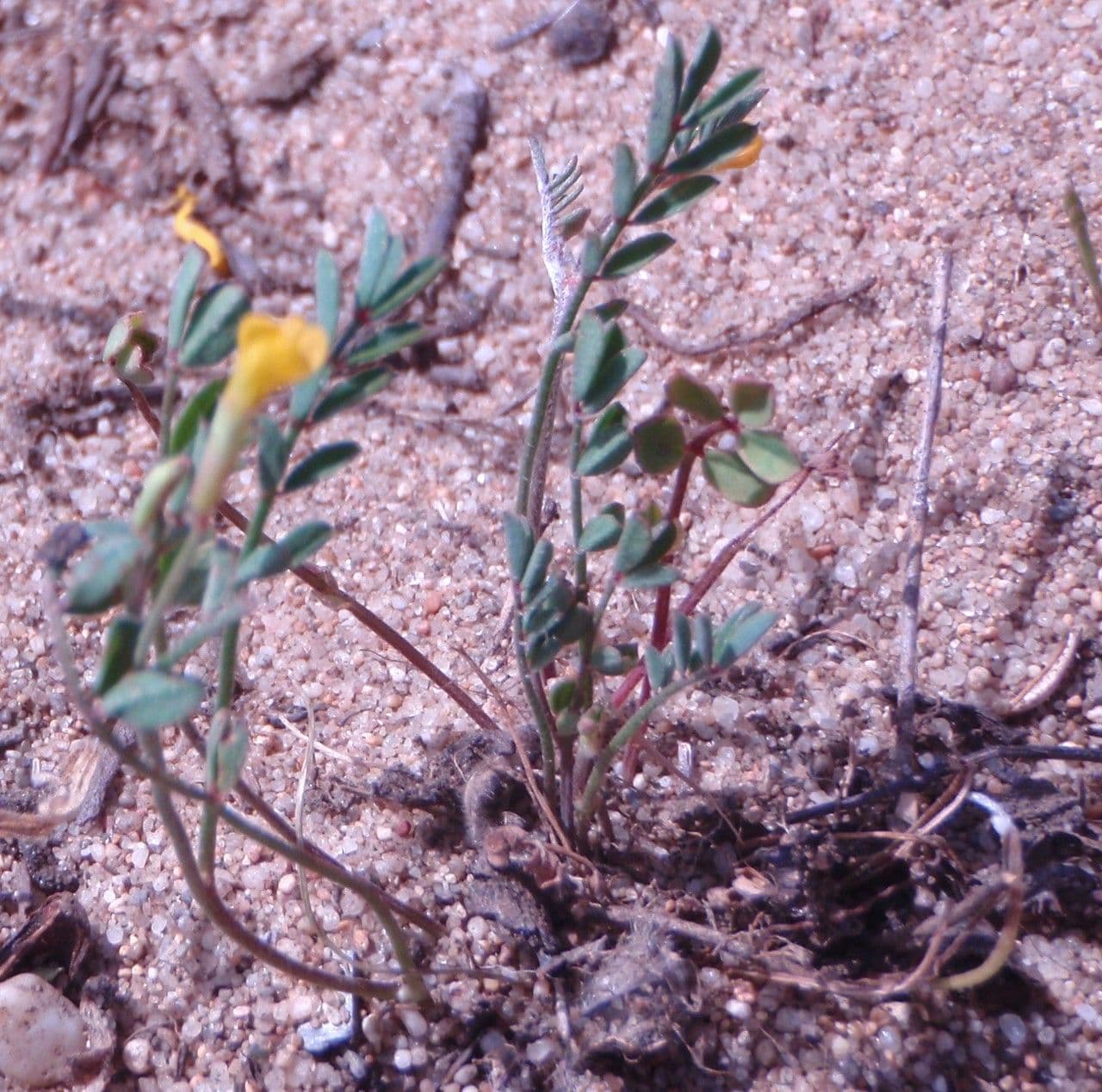 Linaria gialla 5