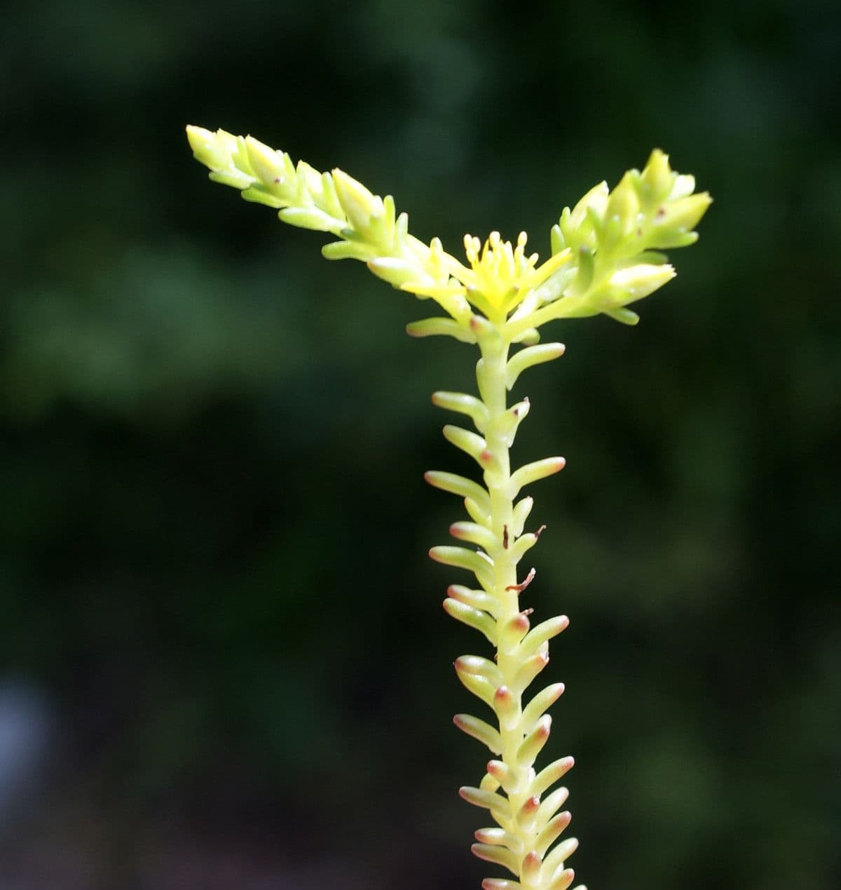 Milder Mauerpfeffer 23