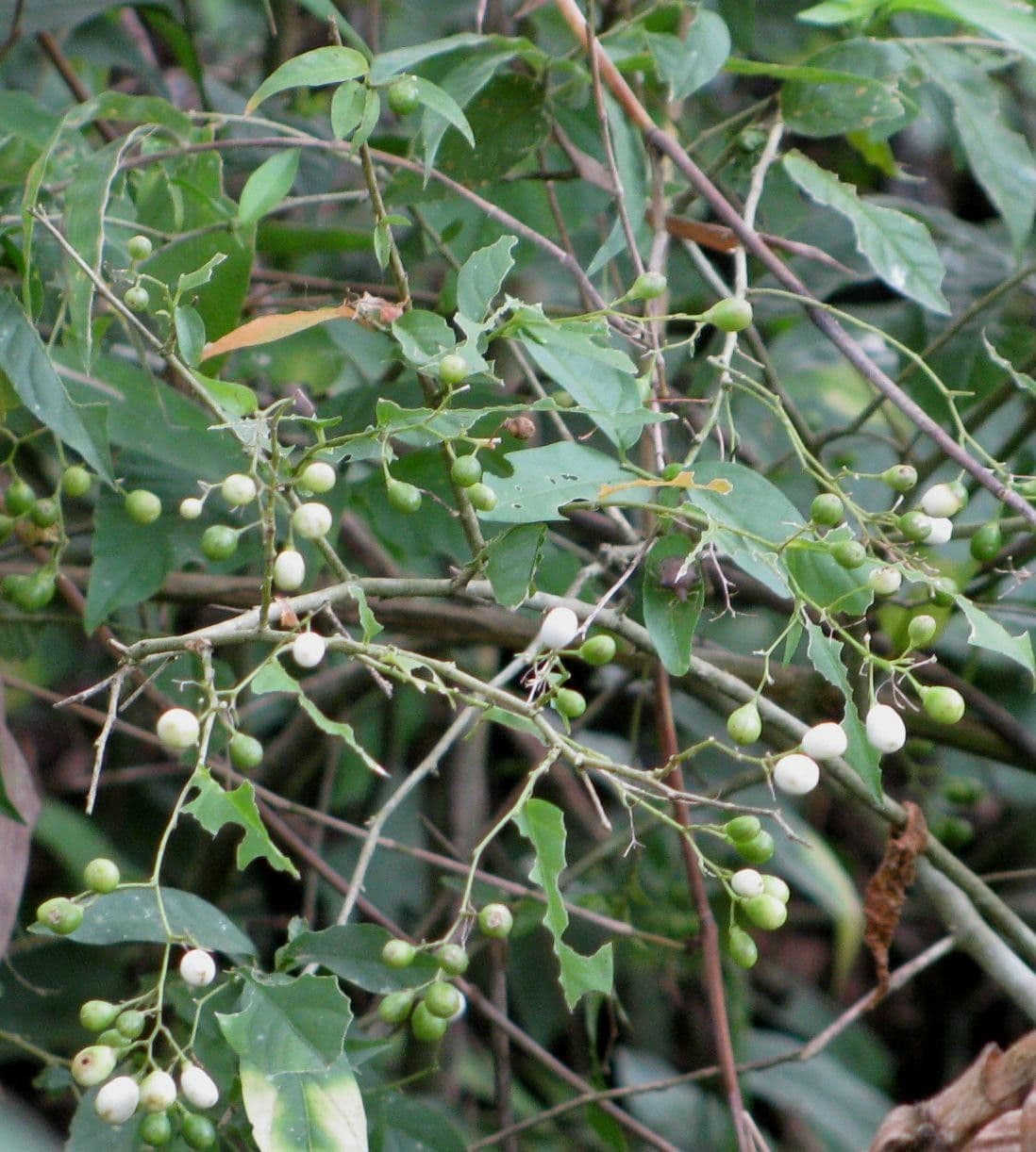 Cestrum 7