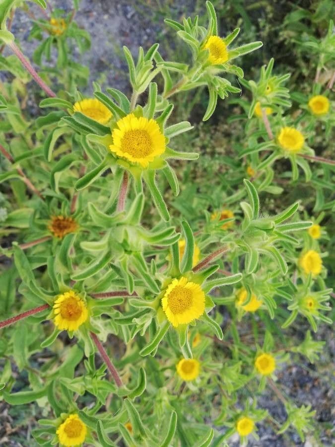 Asteriscus acquatico 6