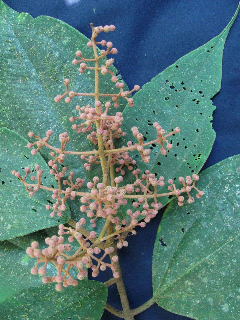 Miconia 7