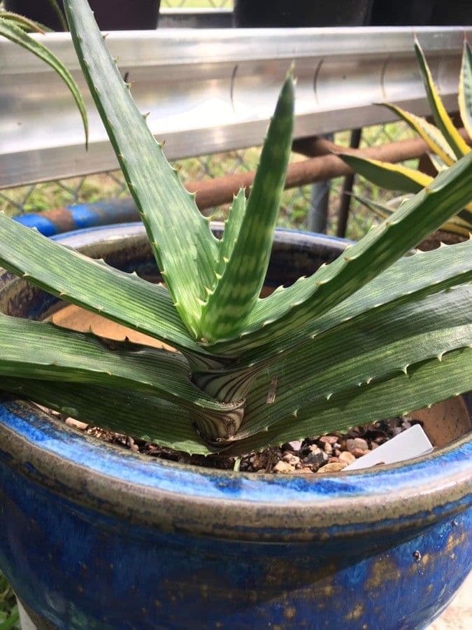 Aloe 2