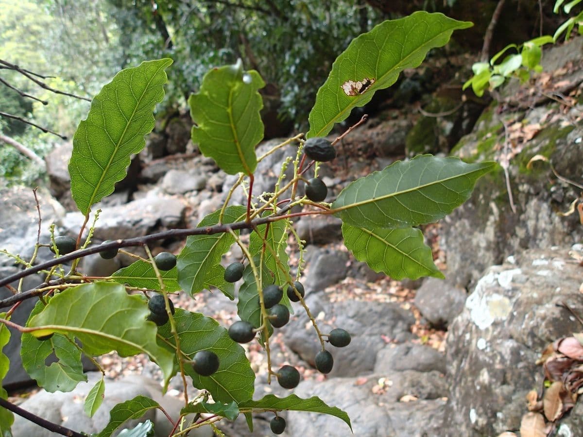 Rundblättriger Elaeocarpus 7