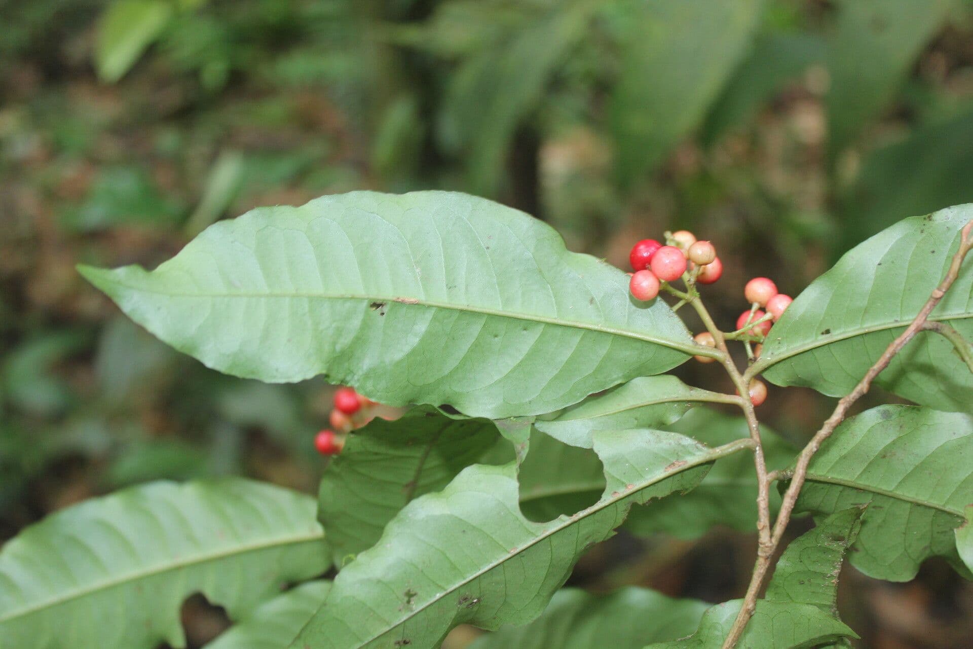 Ardisia de Guyane 3