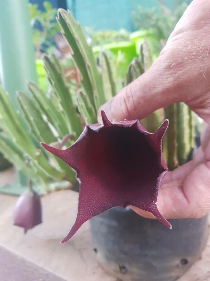 Stapelia 4