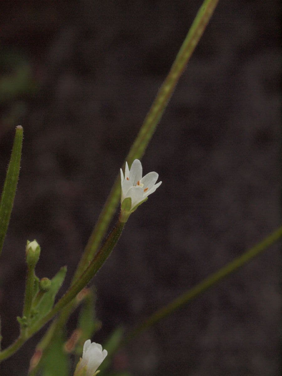 Epilobium lactiflorum 5