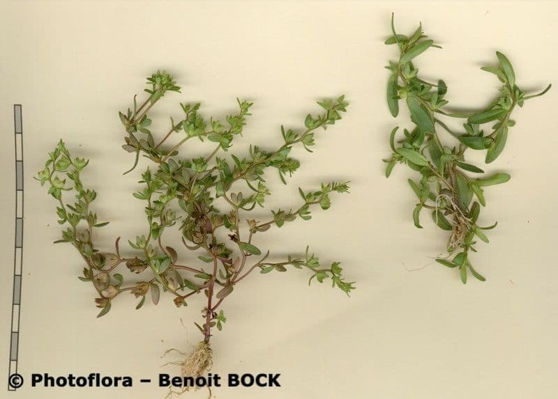 Veronica forestiera 29