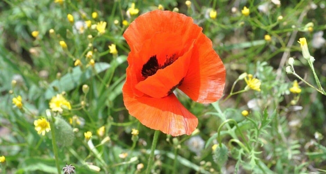 Großmäuliger Mohn 3