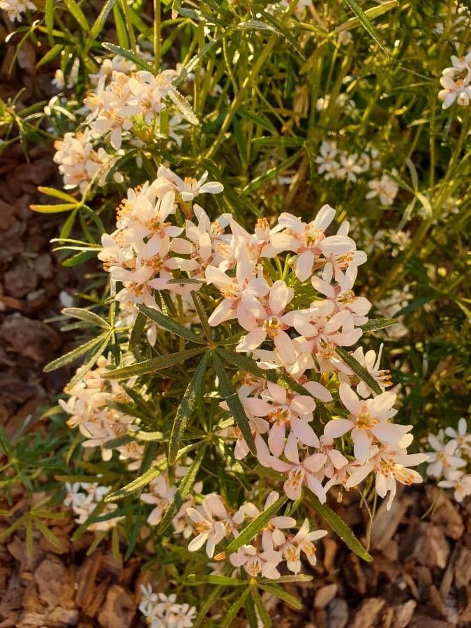 Choisya ternata 13