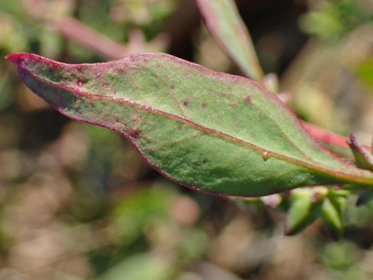 Chenopodio rigido 18