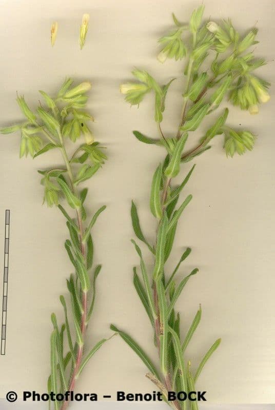 Onosma 27
